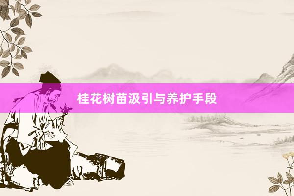 桂花树苗汲引与养护手段