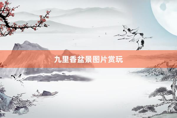 九里香盆景图片赏玩