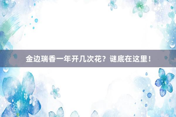 金边瑞香一年开几次花？谜底在这里！