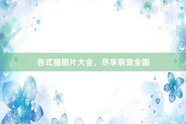 各式猫图片大全，尽享萌宠全国